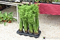 VBS_3430 - Floreal 2023 - Vivere con le piante